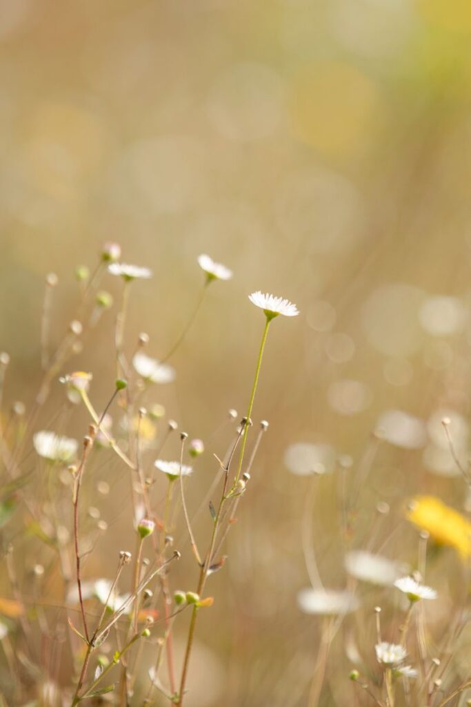 Wollongong Naturopath Dispensary